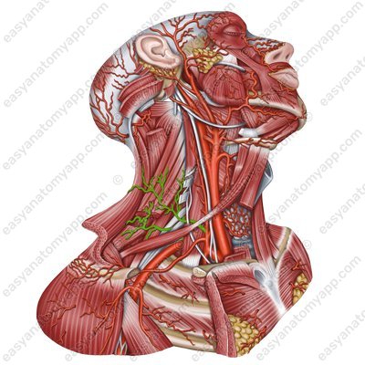 Поперечная артерия шеи (a. transversa colli)